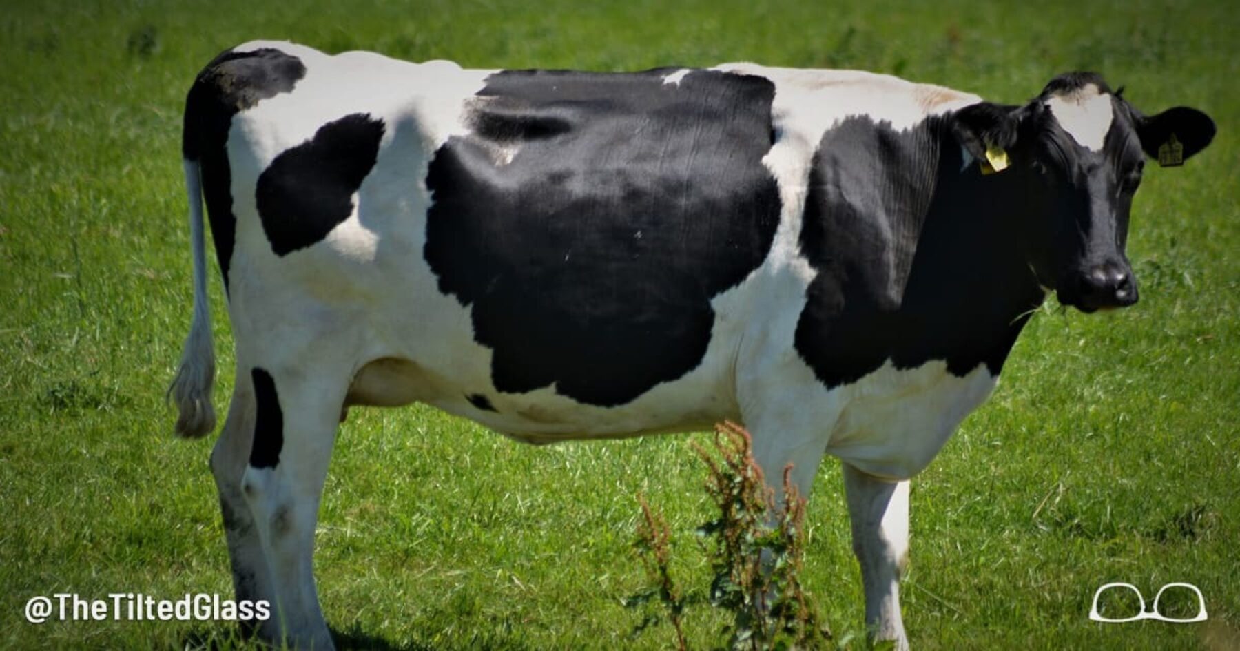 This Cow Has Written an Article to Make You Feel Loved