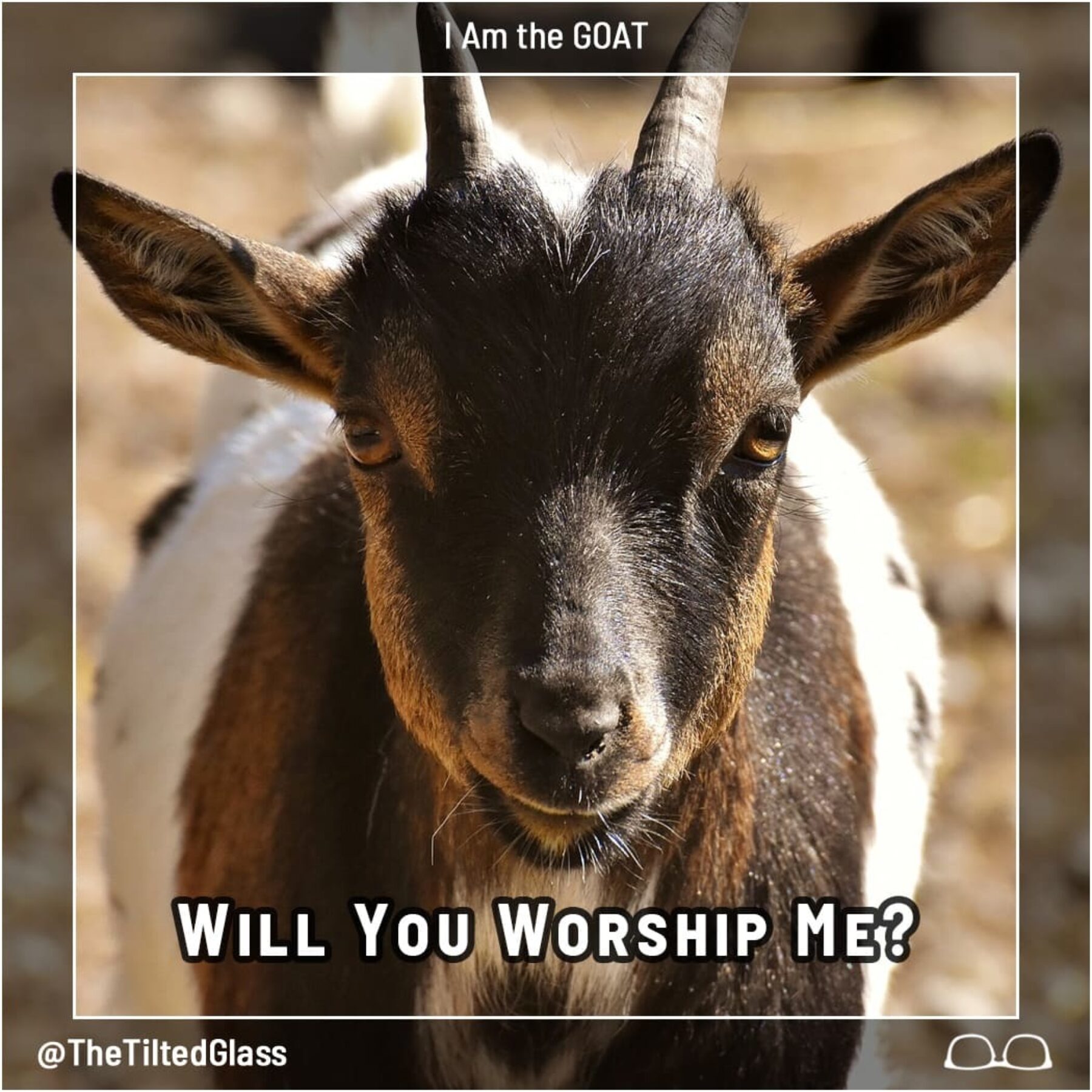 Will You Worship The Goat? 7 Goat Photos For You to Decide