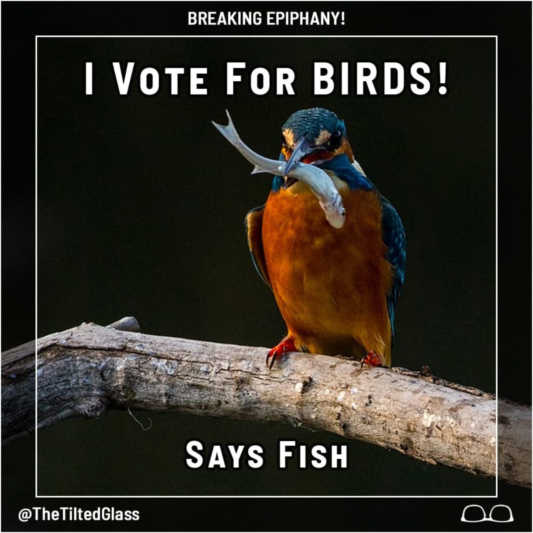 I Vote for BIRDS! says Fish