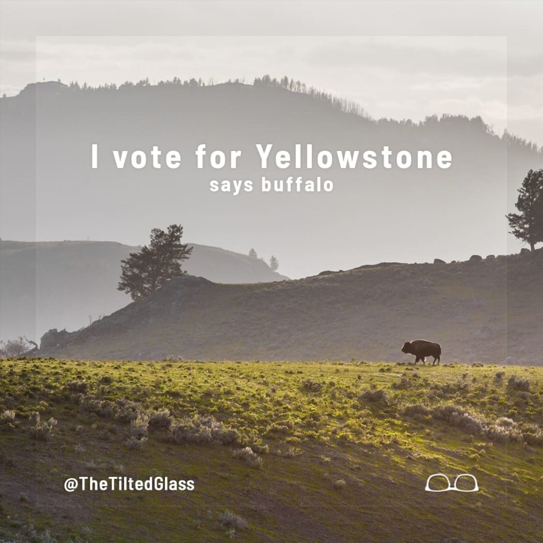 I vote for Yellowstone, says buffalo
