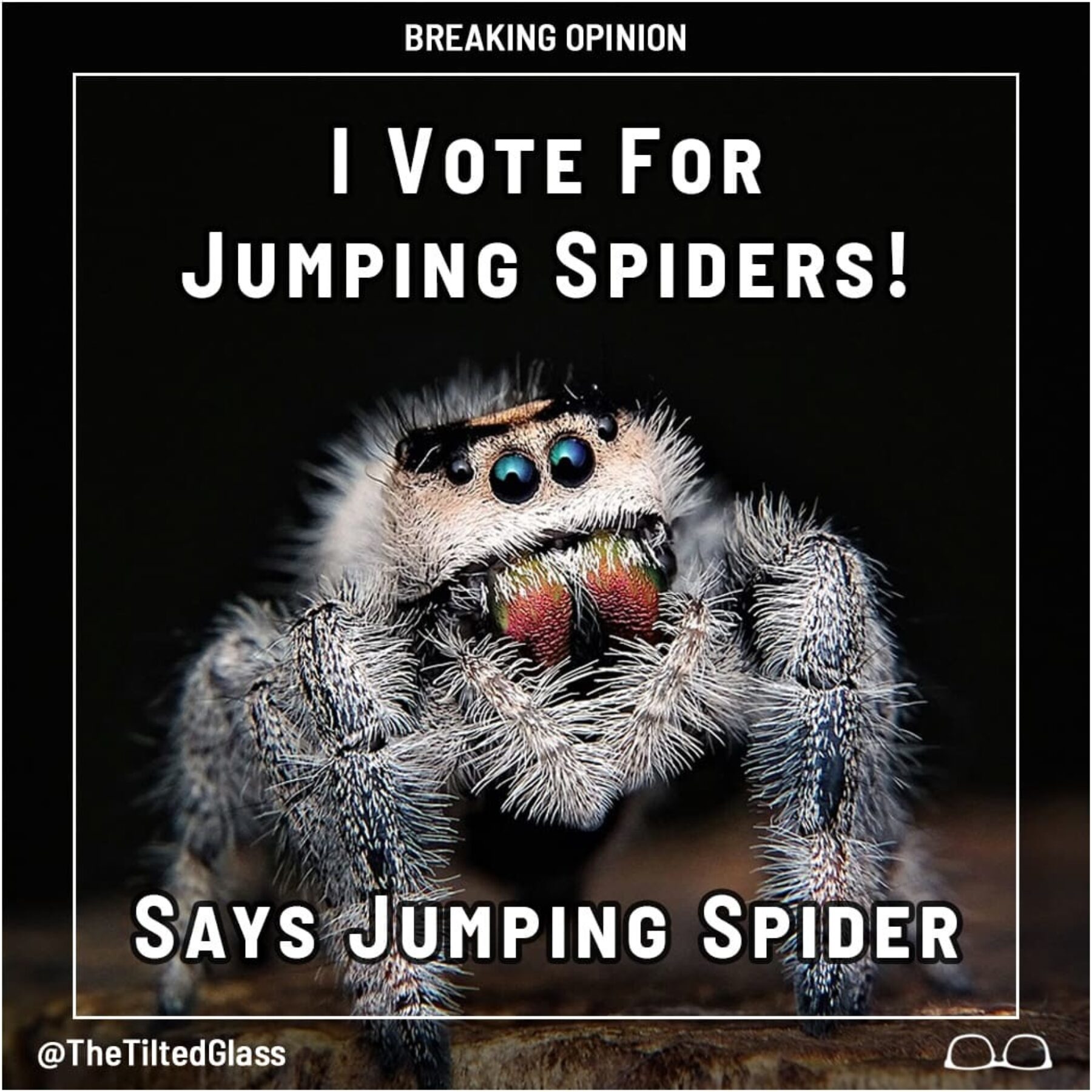I Vote for Jumping Spiders! Says Jumping Spider