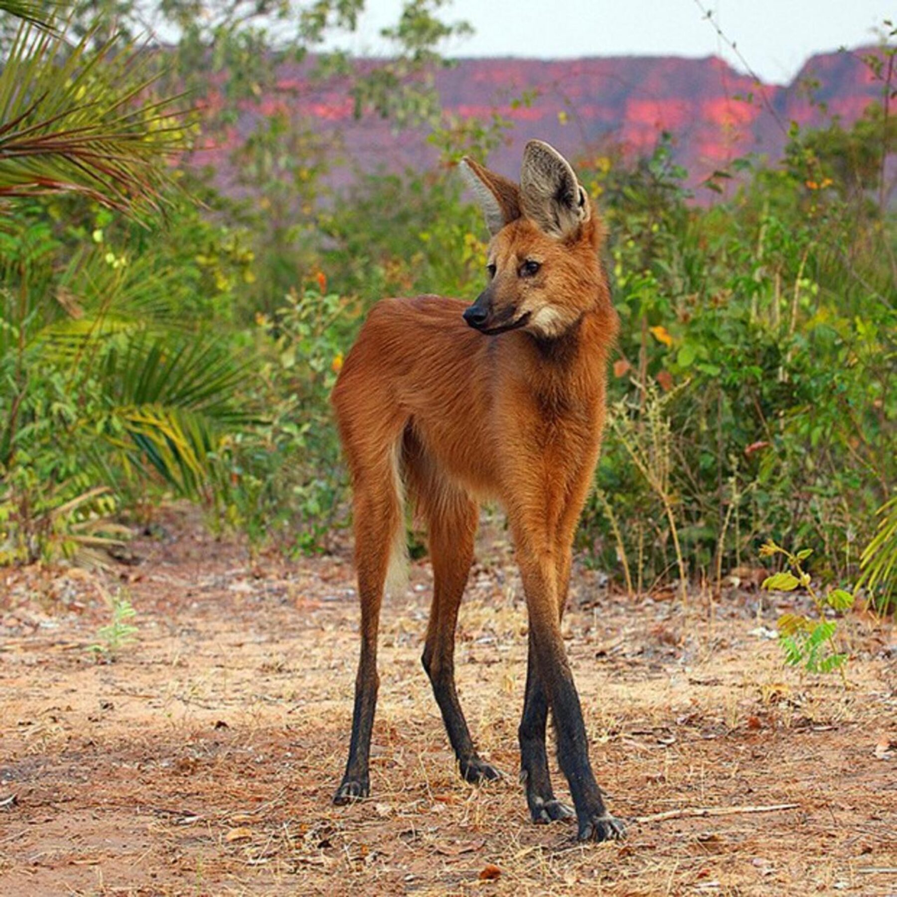 The Sexy Maned Wolf has Stolen My Heart