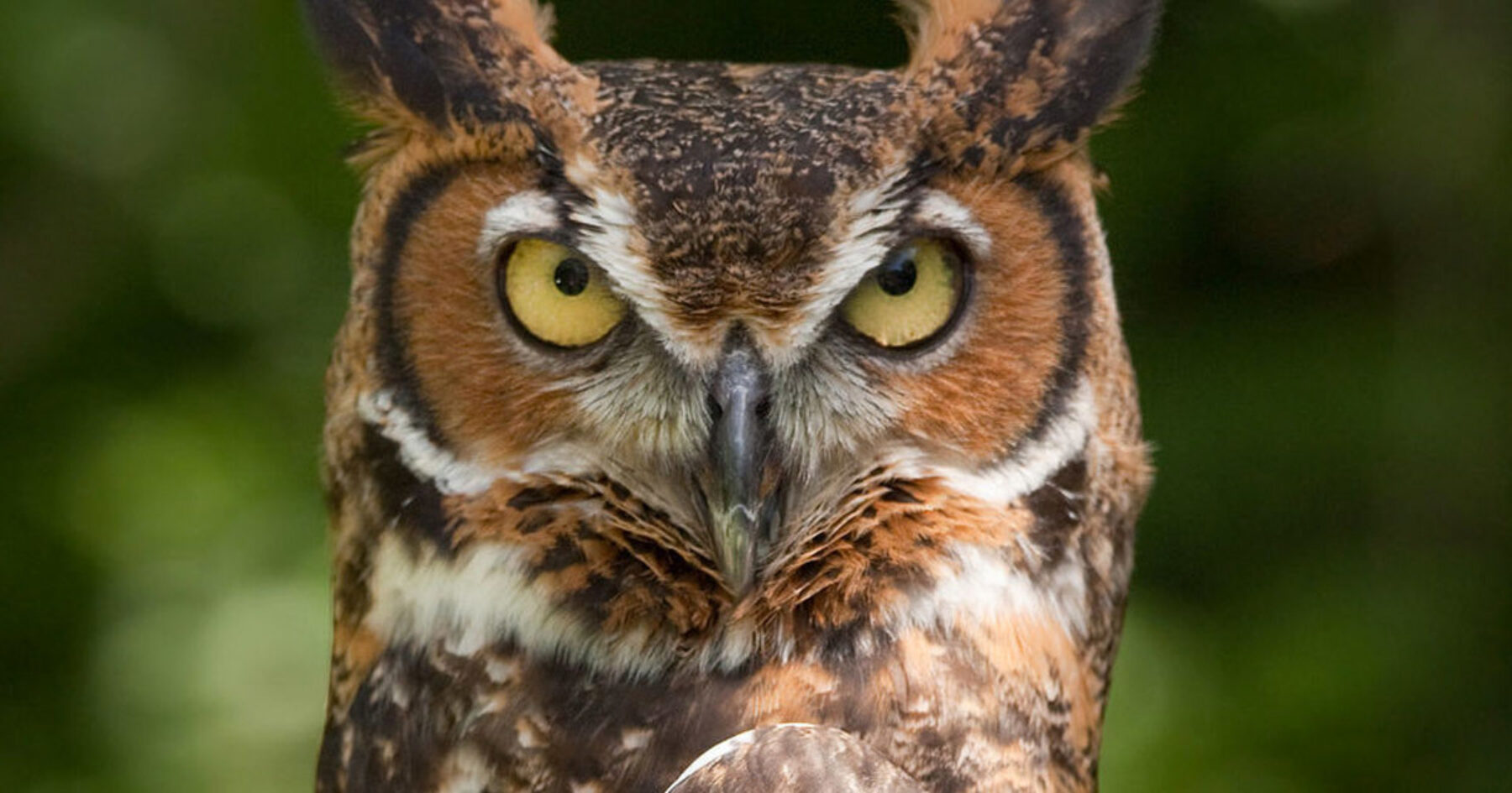 Former Park Ranger Says Great Horned Owl is Ripping Society Apart
