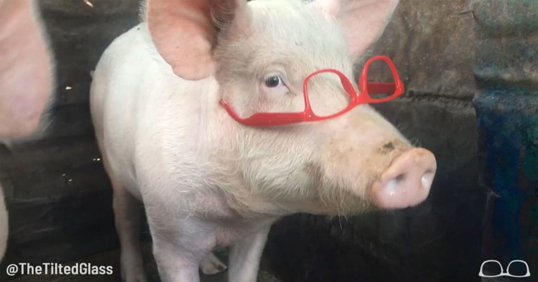 Video: Our Pig Loves You and Everything is Ok