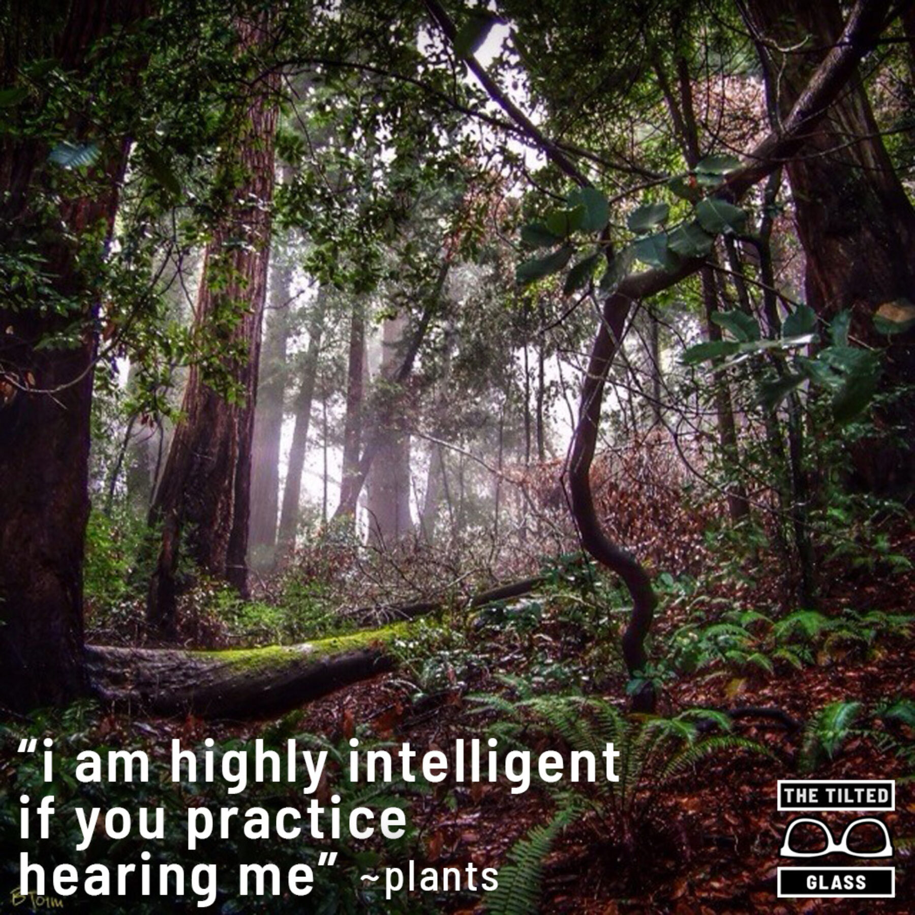 I am highly intelligent if you practice hearing me ~ plants