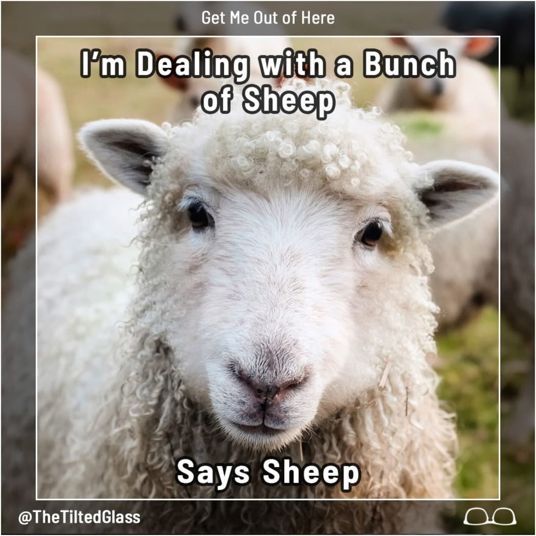 I’m Dealing with a Bunch of Sheep, Says Sheep