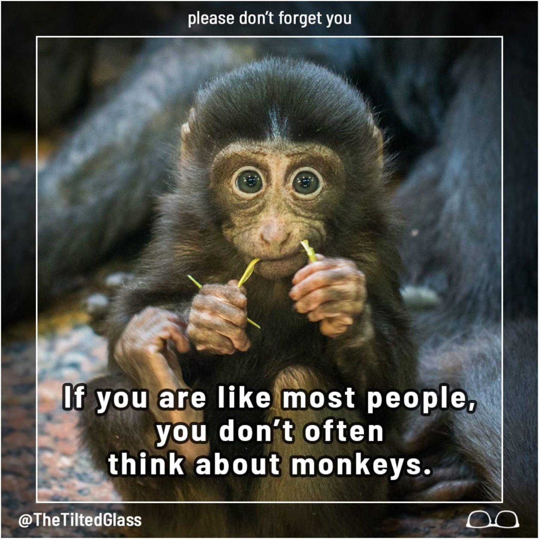 If you are like most people, you don’t often think about monkeys