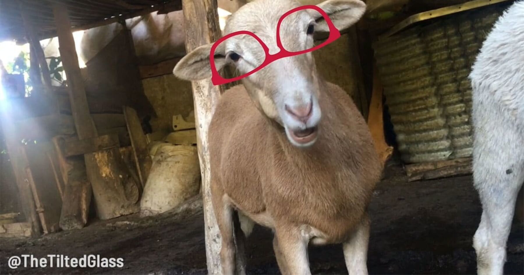 Video: Here now is a goat wearing sunglasses, chewing and staring into your heart.